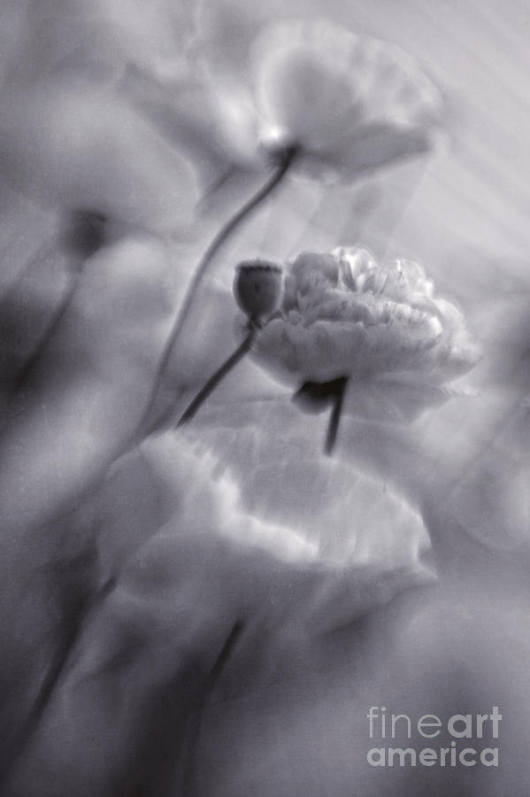 Flower Photograph - summer whispers II by Priska Wettstein
