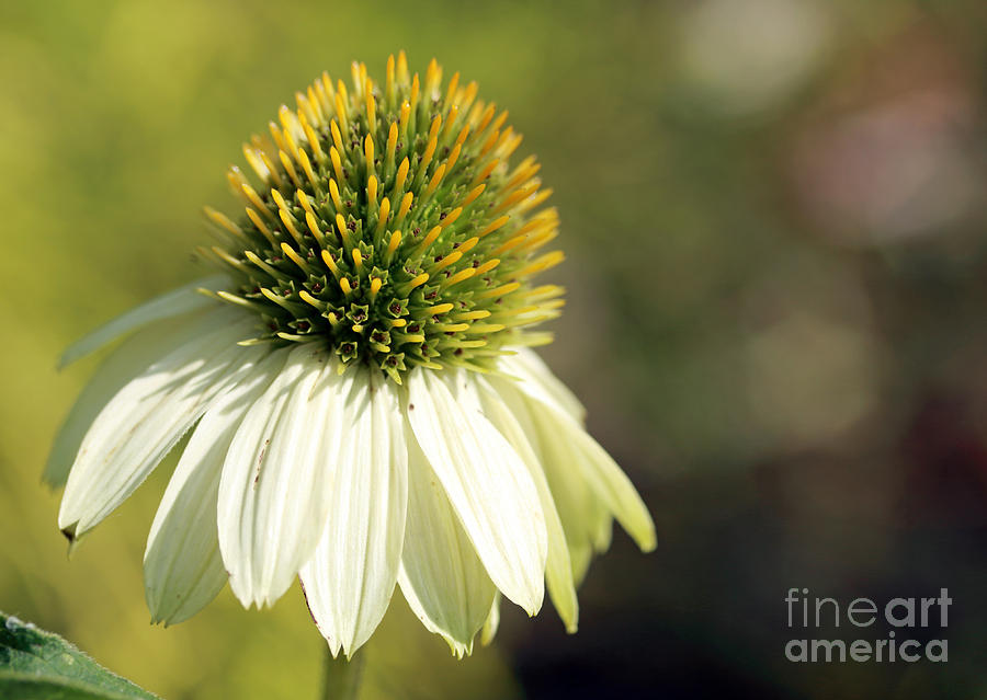 Summer White Photograph by Mary Haber