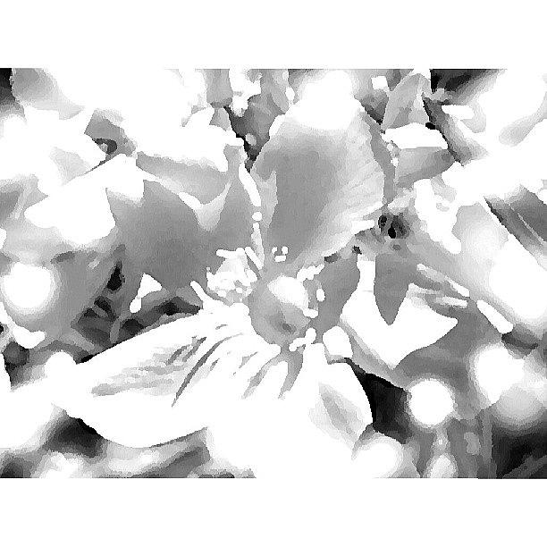 Petals Photograph - Summer Whites by Katrise Fraund