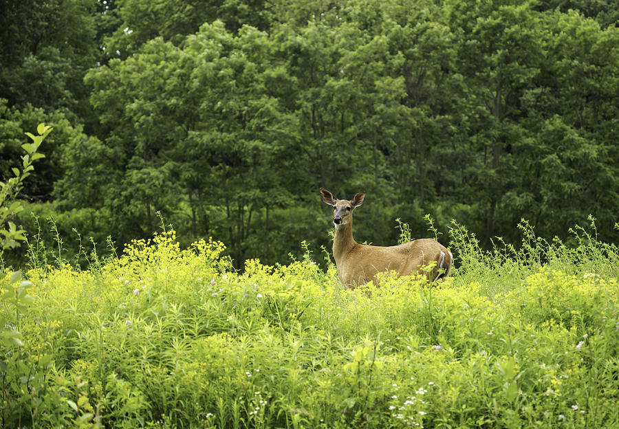 Summer Whitetail Deer Photograph by Thomas Young