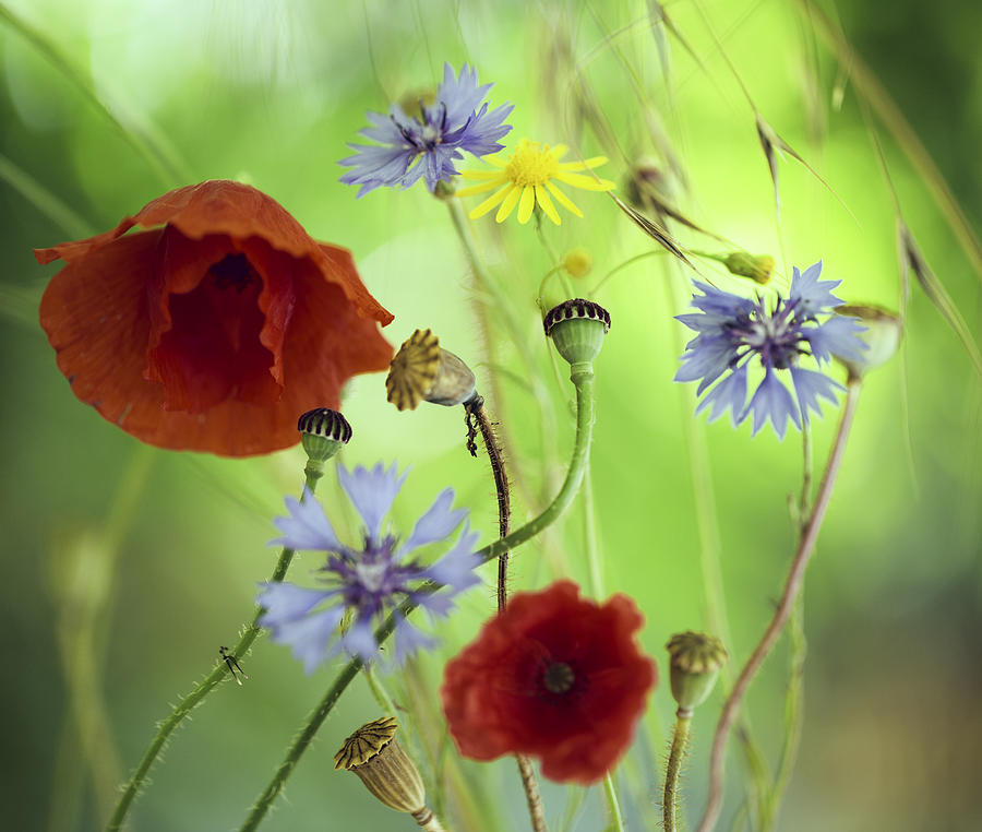 Summer Wildflower Color Photograph by Dirk Ercken
