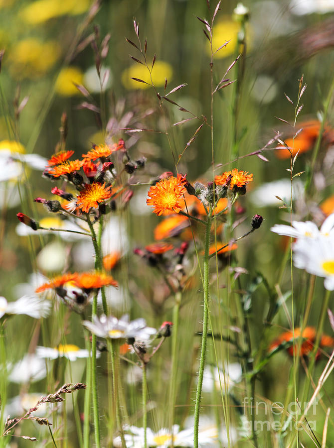Summer Wildflowers Photograph by CJ Benson