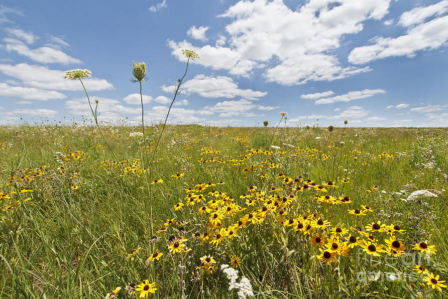 Summer Wildflowers Photograph by Dennis Hedberg
