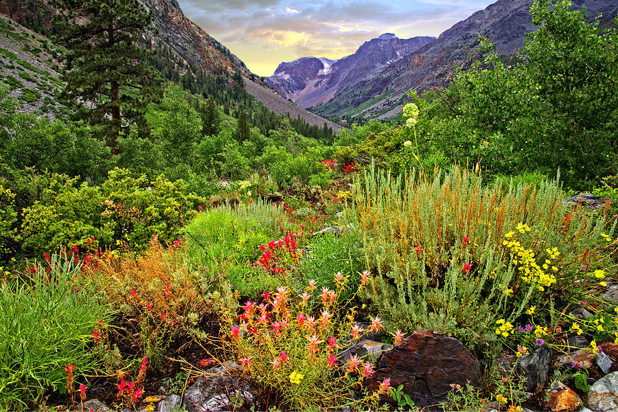 Summer Photograph - Summer Wildflowers in Lundy Canyon by Lynn Bauer