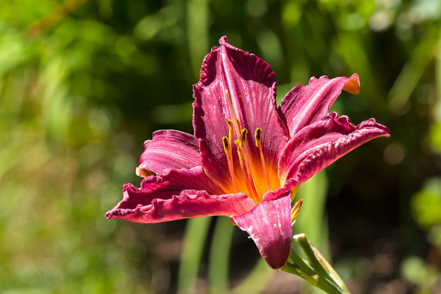 Summer Wine Daylily Flower Photograph by Michael Russell