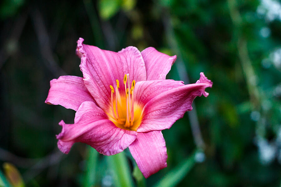 Summer Wine Daylily Photograph by Michael Russell