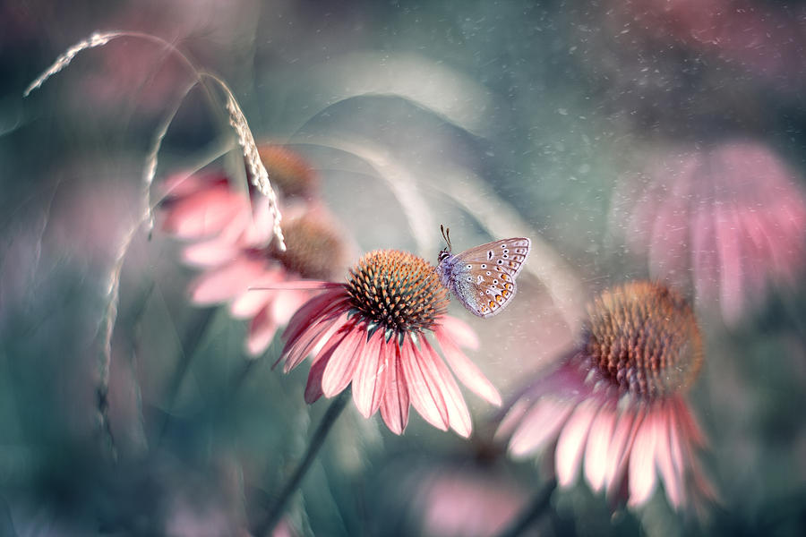 Butterfly Photograph - Summer Wonderland by Magda Bognar