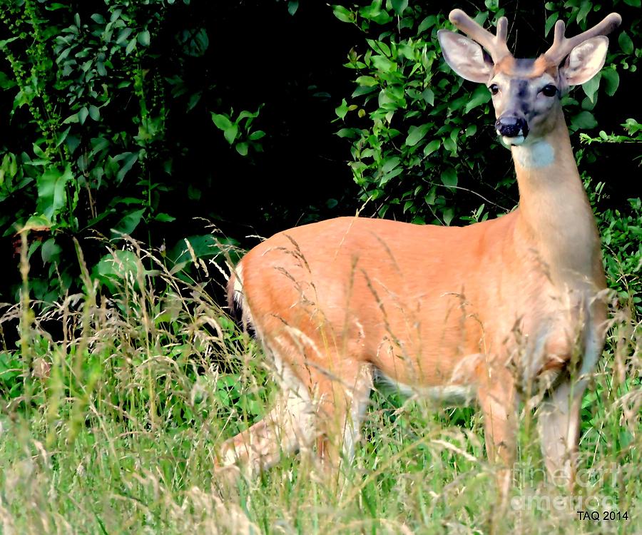 Summer Yearling Photograph by Tami Quigley