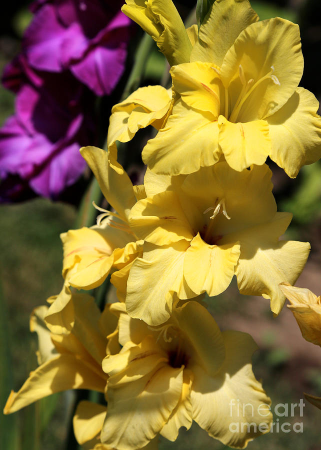 Summer Yellow and Purple Glads Photograph by Carol Groenen