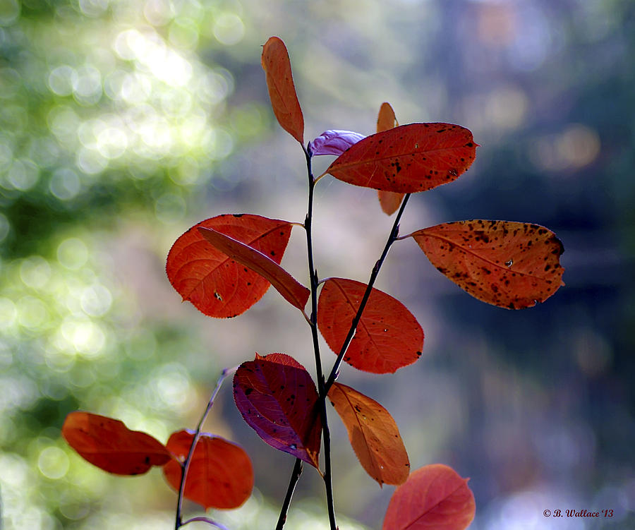Fall Photograph - Summers End by Brian Wallace