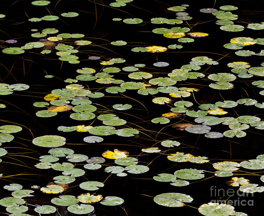 Summers End Lily Pads Photograph by Alan L Graham