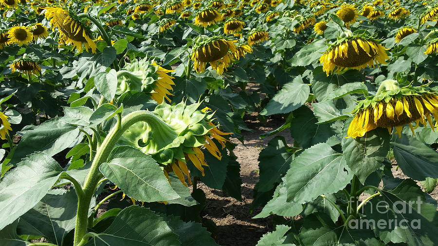 Summers End Sunflowers Photograph by Paddy Shaffer