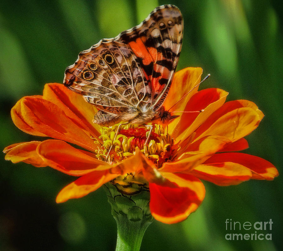 Summers Last Butterfly Photograph by Elizabeth Winter