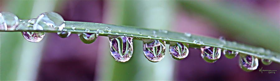 Summers Morning Dew Photograph by Kume Bryant