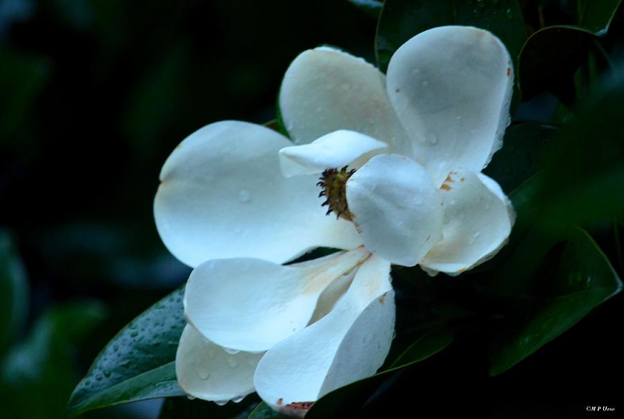 Summers Rain Magnolia Photograph by Maria Urso