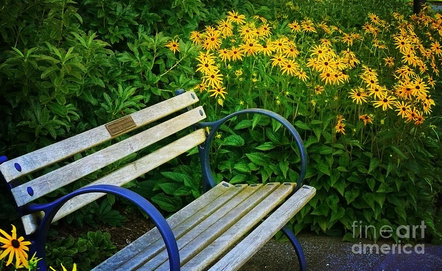 Summertime Bench Photograph by Maria Janicki