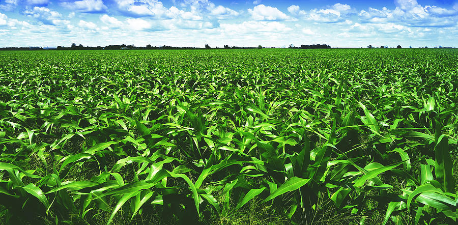 Summertime Corn Field landscape photograph Photograph by Ann Powell