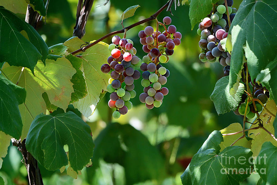 Summertime Grape Harvest Photograph by Nava Thompson