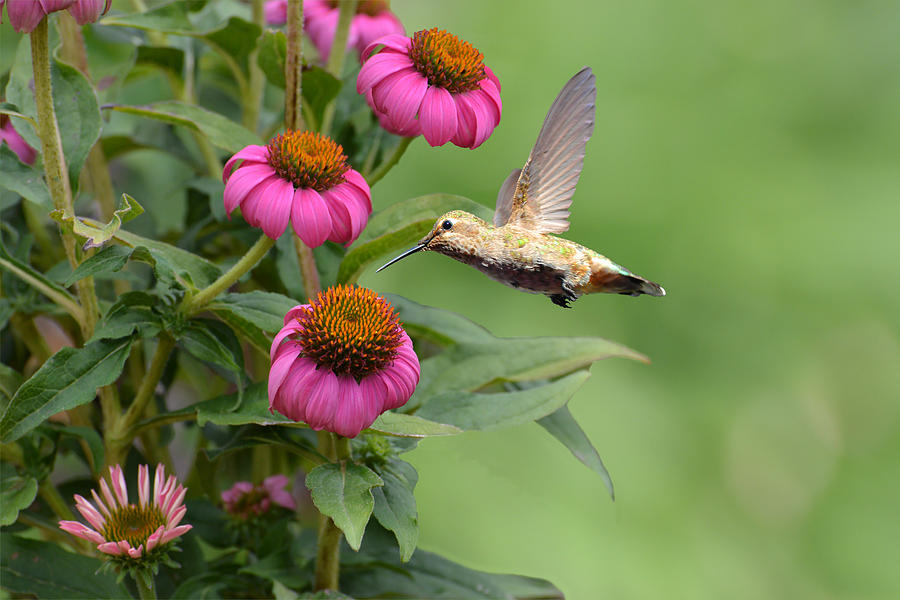 Hummingbird Photograph - Summertime Hummer by Lynn Bauer
