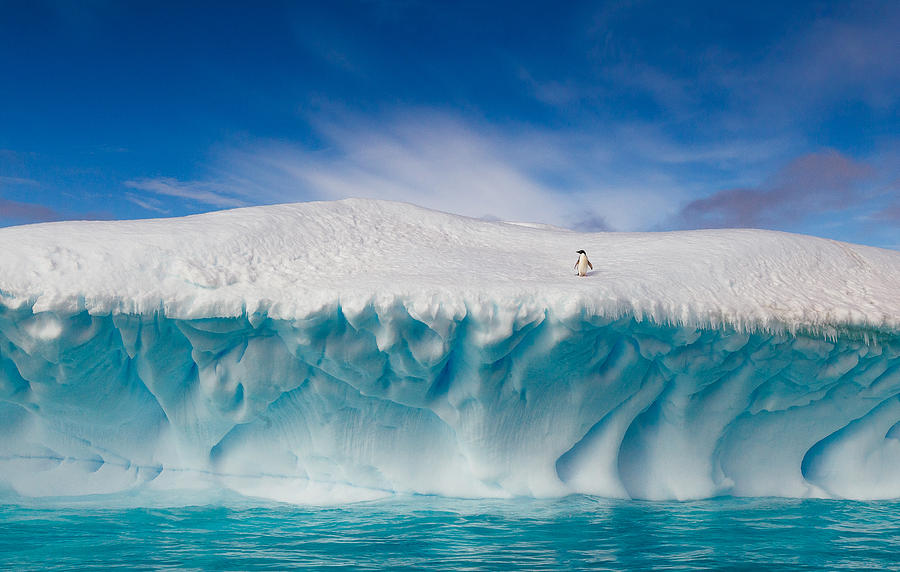 Summertime in Antarctica Photograph by David Merron Photography