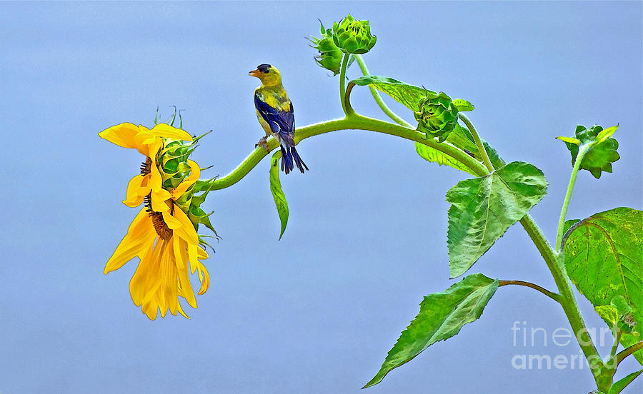 Sunflower Photograph - Summertime Songs by Gwyn Newcombe