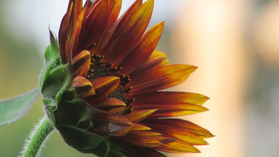 Sunflower Photograph - Summertime Sunflower by Debra Madonna
