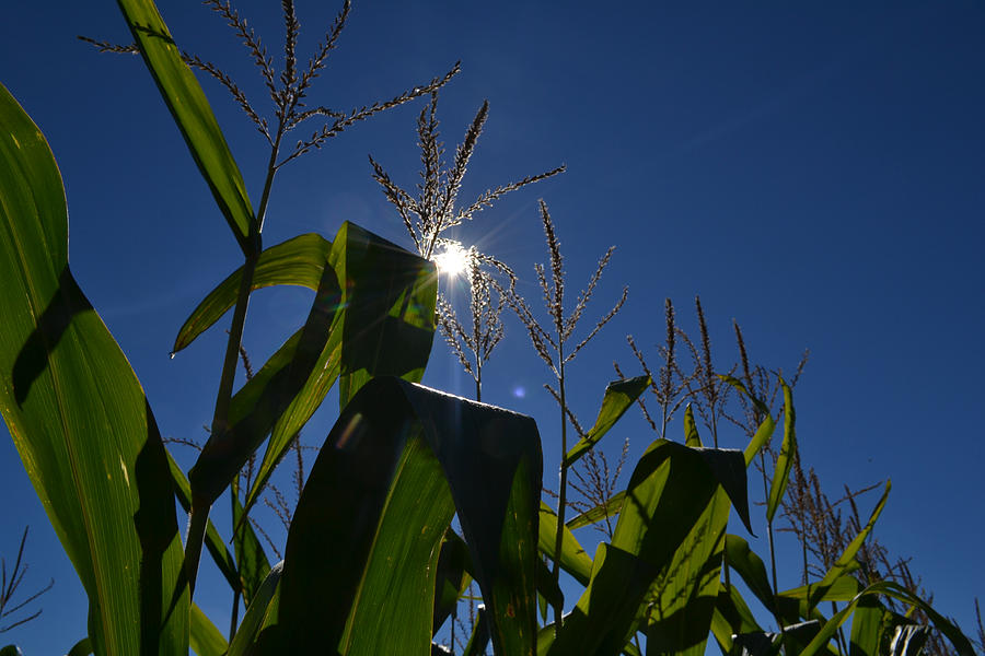 Sun Above The Corn  Photograph by Lyle Crump