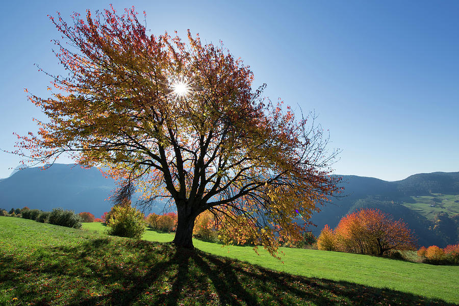 Sun And Autumn Colored Tree Photograph by Werner Van Steen