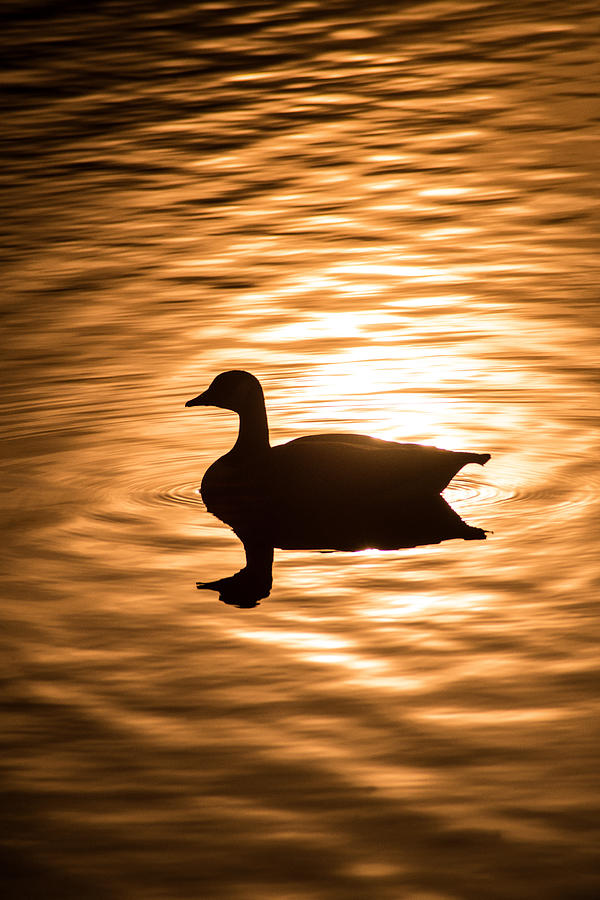 Don Johnson Photograph - Sun and Canadian Goose by Don Johnson