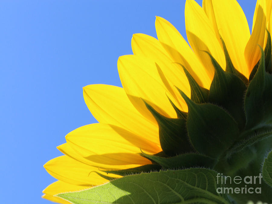 Sunflower Photograph - Sun and Flower by Amy Steeples