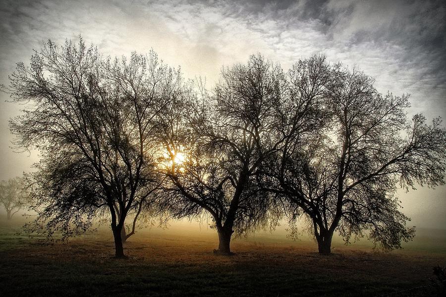 Sun and fog and trees Photograph by Lynn Hopwood