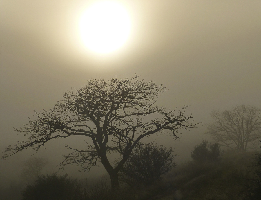 Sun and Fog Photograph by Loree Johnson