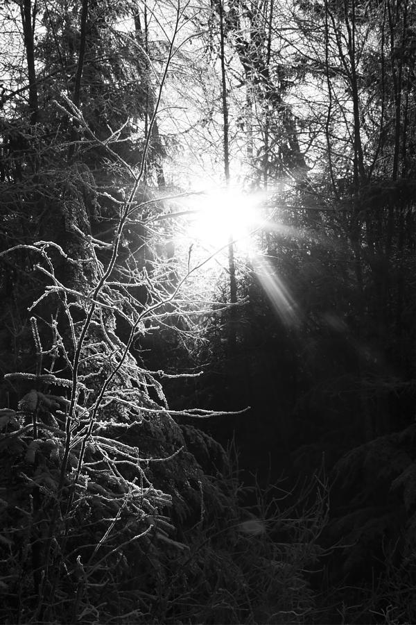 Sun and Frost Photograph by Michele Cornelius