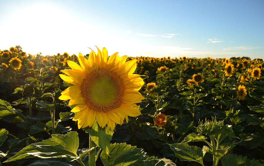 Sun and Sunflower 2  Photograph by Lyle Crump