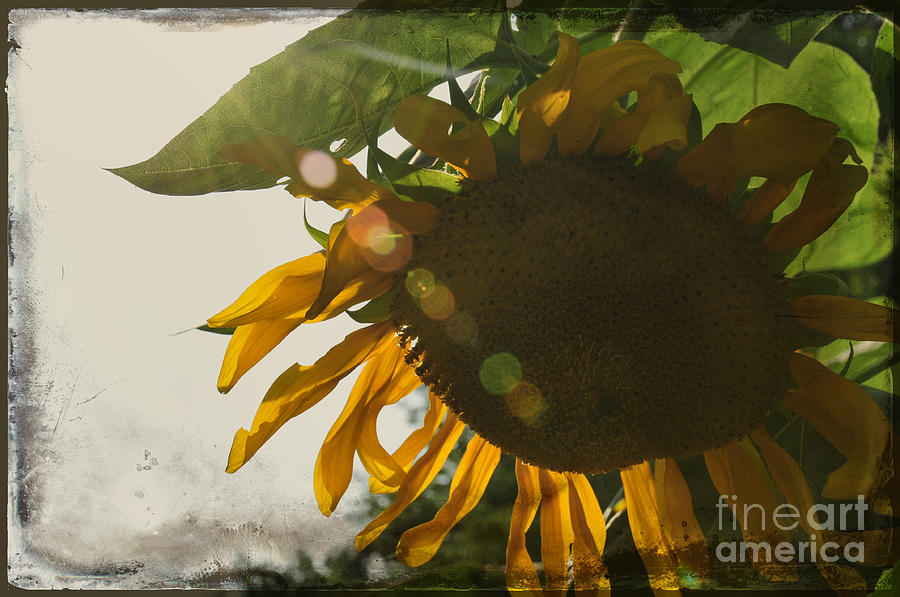 Sunflower Photograph - Sun and Sunflower by David Arment