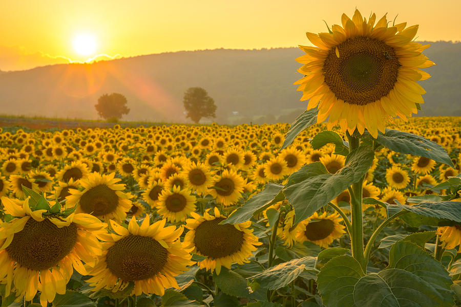 Sun and Sunflowers Photograph by Mark Rogers
