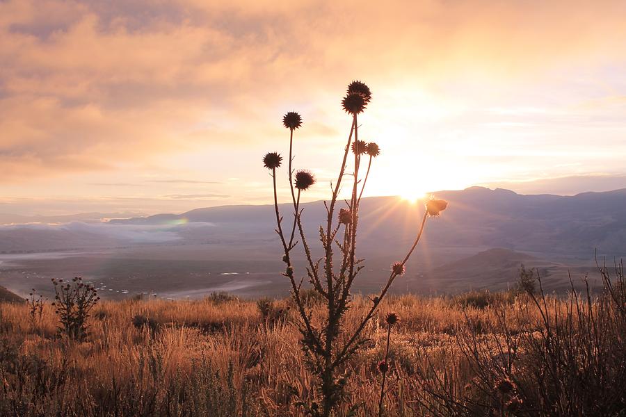 Mountain Photograph - Sun and Thistle by Catie Canetti