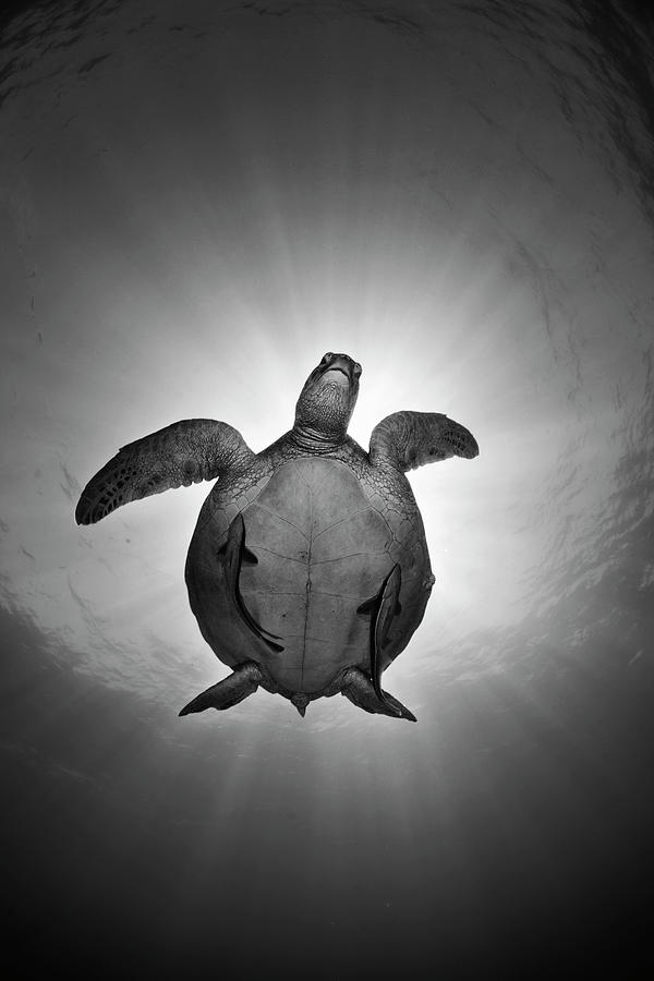 Turtle Photograph - Sun by Andrey Narchuk