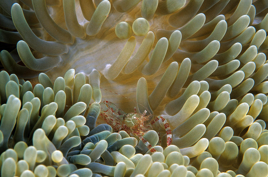 Sun Anemone Shrimp Photograph by Andrew J. Martinez