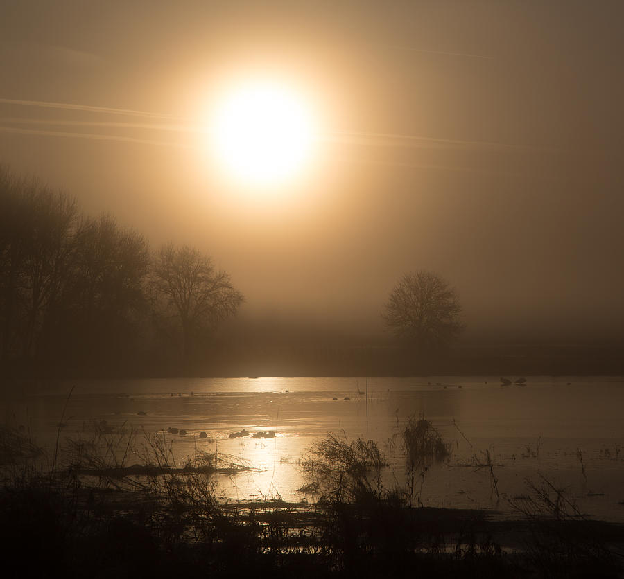Sun Photograph by Angie Vogel