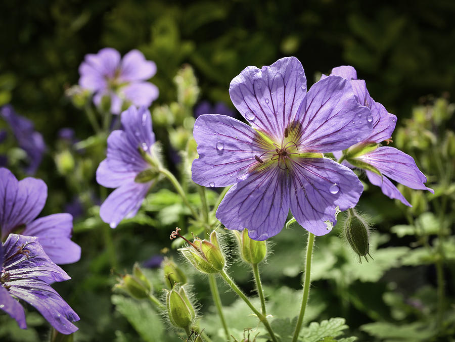 Sun bathed Geranium  Photograph by Spikey Mouse Photography