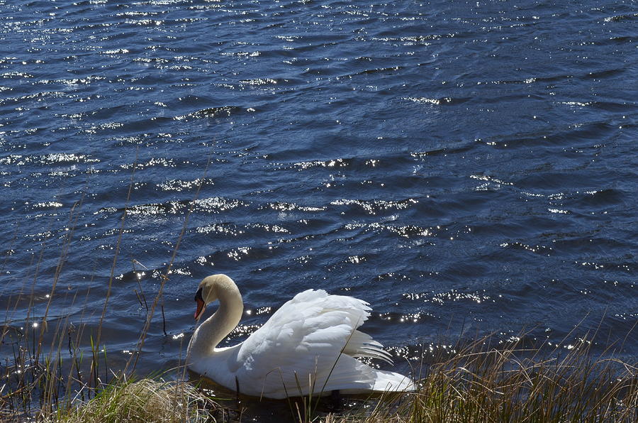 Swan Photograph - Sun Bathing by Crystal C