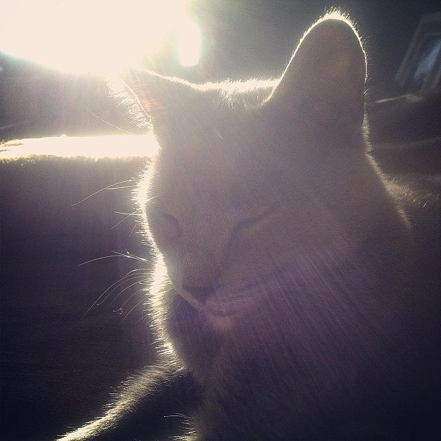 Cat Photograph - Sun-bathing. #korat #peaceful #sleep by Chuck Oliva