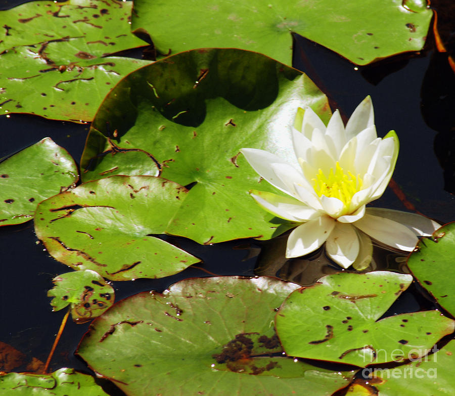 Lily Photograph - Sun bathing Water Lily by Optical Playground By MP Ray