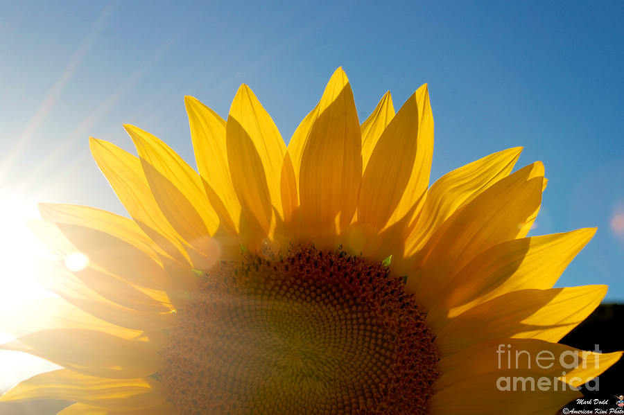 Sun Bean in the Sunflower Photograph by Mark Dodd