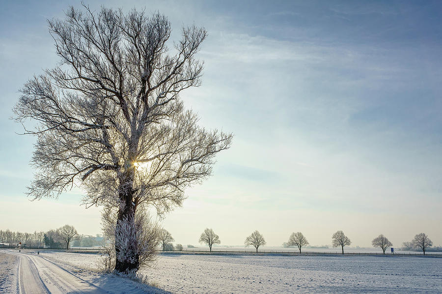 Sun Behind A Tree On Snow Covered Fields Photograph by Fredrik Nilsson
