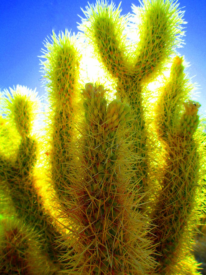 Sun Behind Cactus Photograph by Randall Weidner