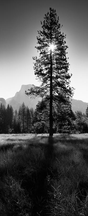 Black And White Photograph - Sun Behind Pine Tree, Half Dome by Panoramic Images