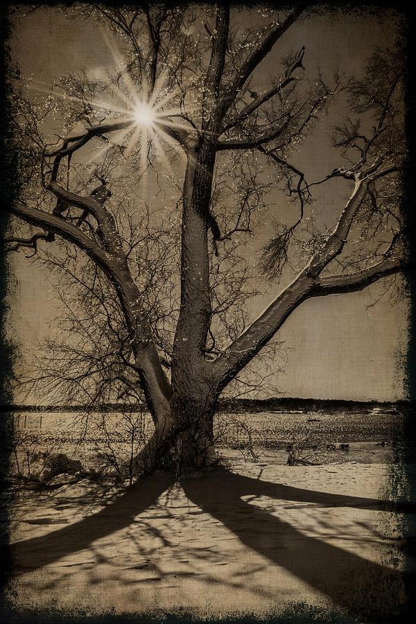 Sun Behind the Tree Photograph by Marzena Grabczynska Lorenc