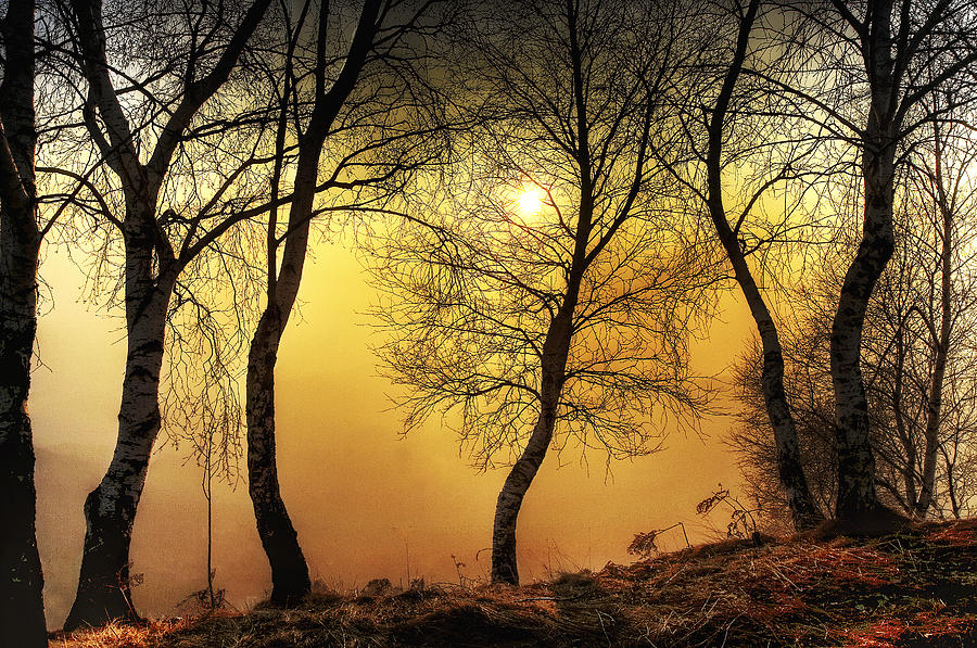 Sun behind the trees Photograph by Roberto Pagani